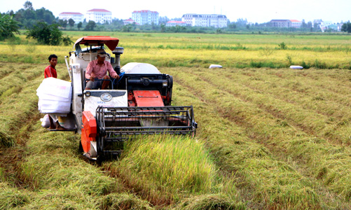 An ninh lương thực vẫn đảm bảo ảnh 1